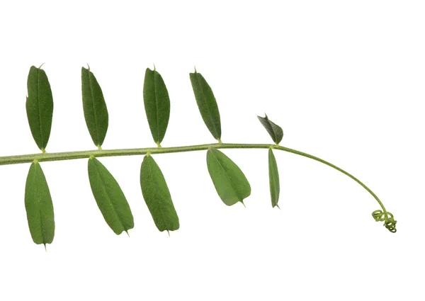 Green pea tendril — Stock Photo, Image