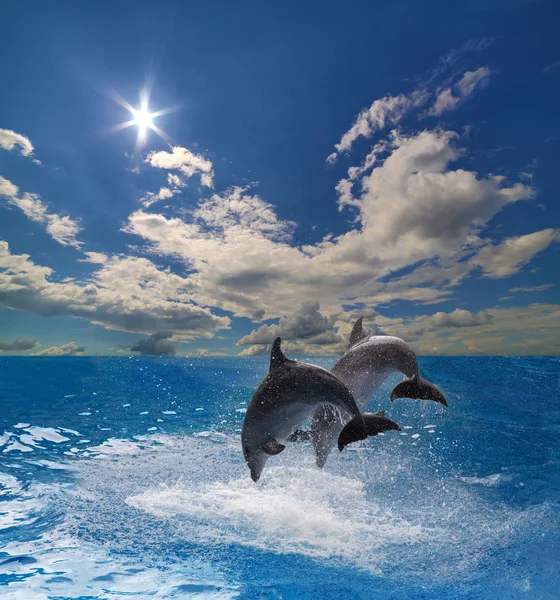 Dolphins jumping above water Stock Image