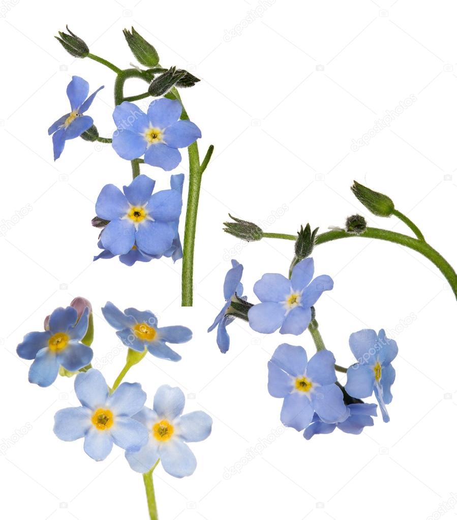 blue forget me not flowers