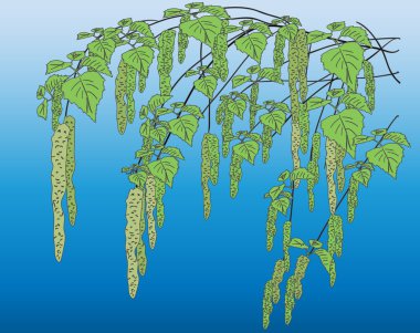 Bahar huş ağaçları