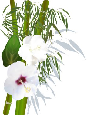 beyaz çiçekler ve yeşil bambu