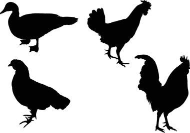 çiftlik kuş silhouettes