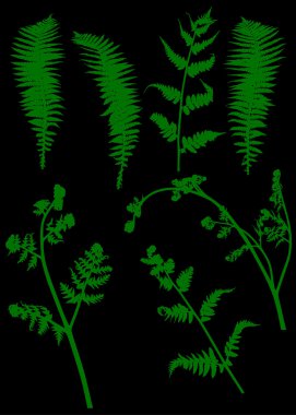 fern siluetleri kümesi