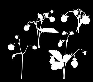 çilek dalları siluetleri