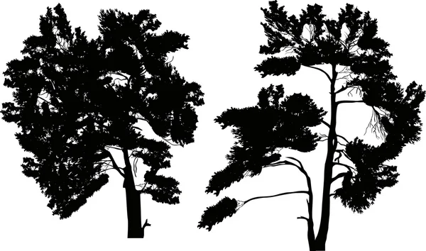 Black pines silhouettes — Stock Vector