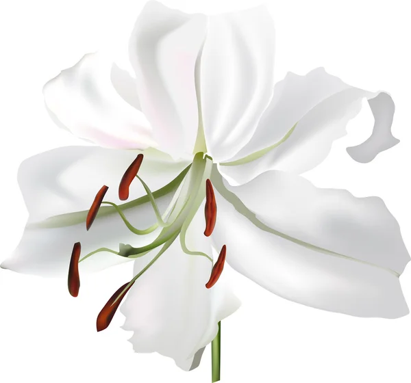 White lily flower — Stock Vector