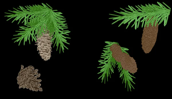 Groene fir takken — Stockvector