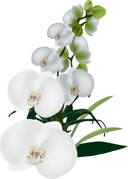 Flores grandes de la orquídea — Archivo Imágenes Vectoriales