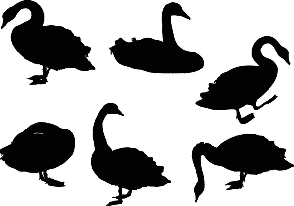 Силуэты чёрных лебедей — стоковый вектор