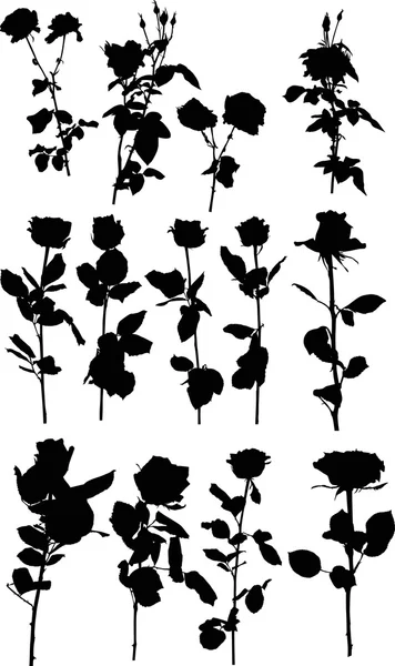 Zwarte rozen bloemen — Stockvector