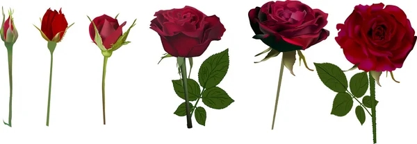 Rosas en etapas de floración — Vector de stock