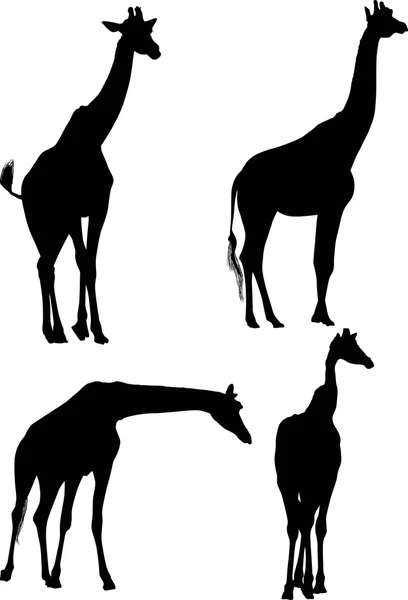 Black giraffes silhouettes — Stock Vector