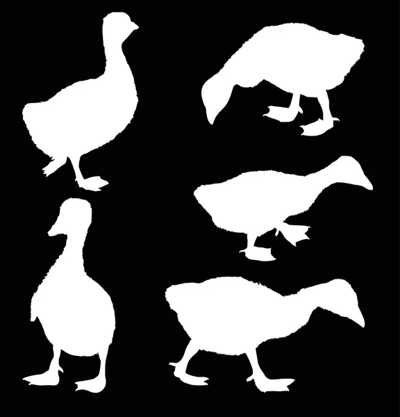 White goslings silhouettes — 图库矢量图片