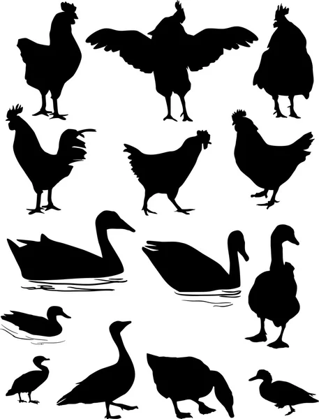 Siluetas de aves de granja — Vector de stock