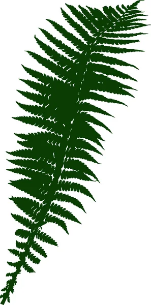 Silhouette de fougère verte — Image vectorielle
