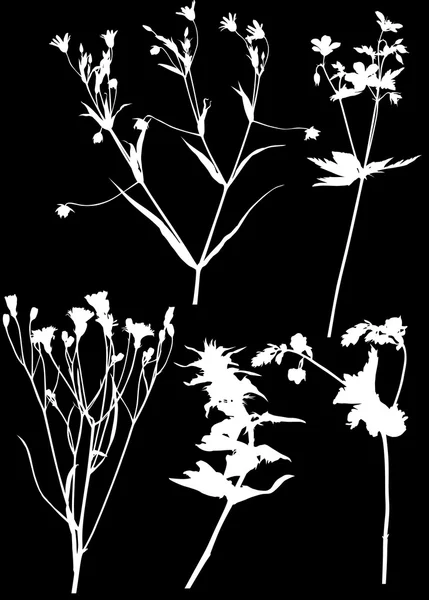 Silhouette fiori selvatici — Vettoriale Stock