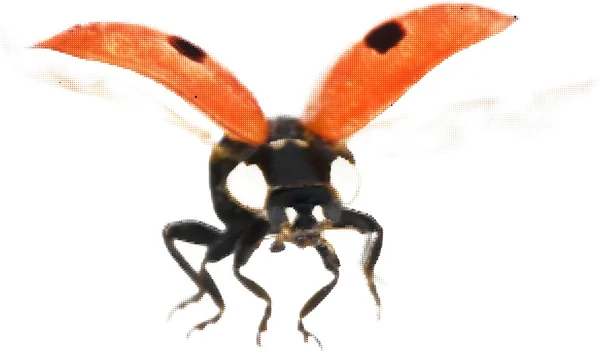 Ladybird bug från prickar — Stock vektor