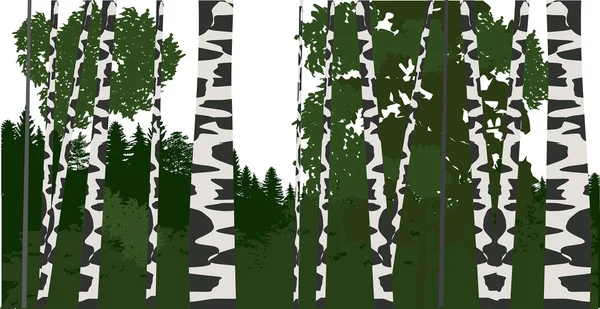 绿色的白桦林 — 图库矢量图片