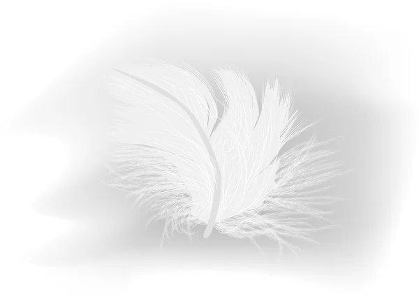 White fluffy feather — Stock Vector