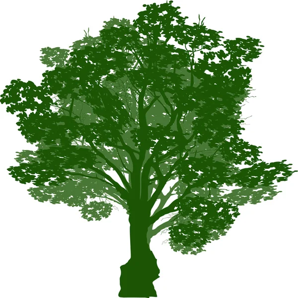 Green oak tree — Stock Vector