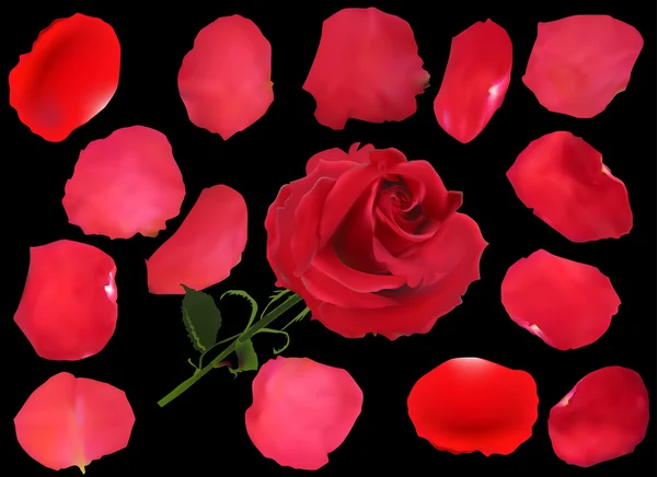 Czerwona róża i płatki — Wektor stockowy