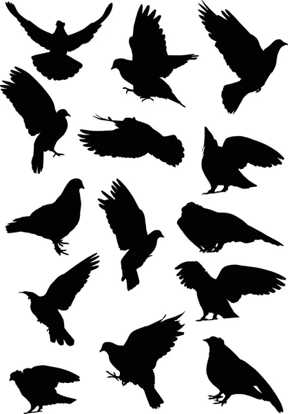 黒鳩のシルエット — ストックベクタ