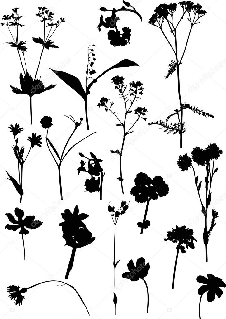 wild flowers silhouettes