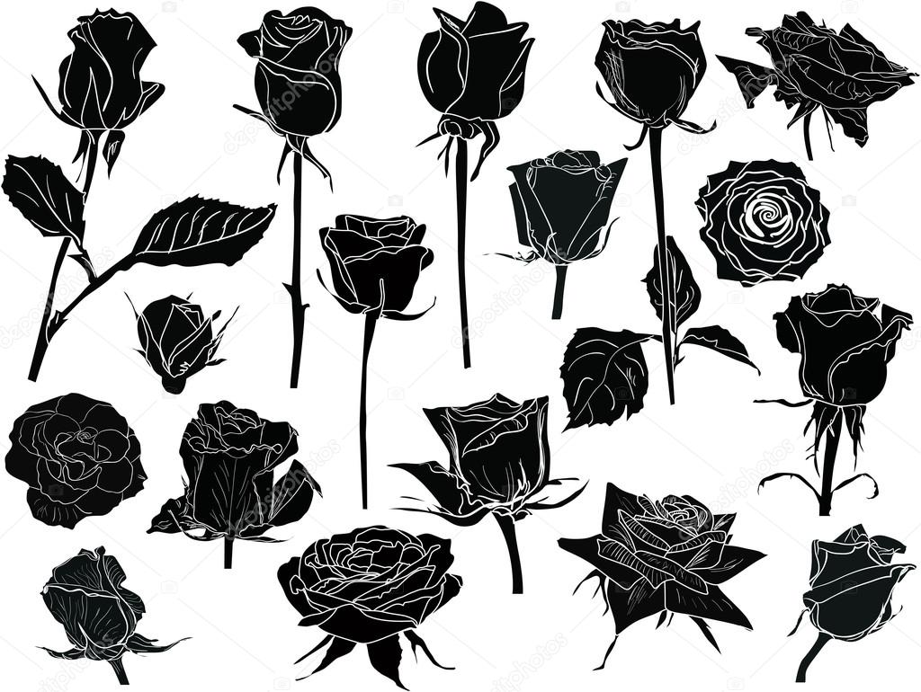 black and white roses sketches