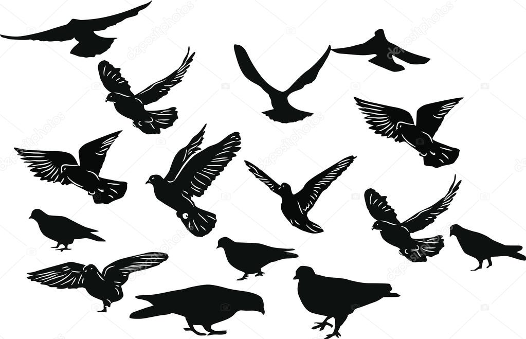 fifteen black pigeons