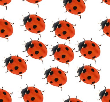 ladybugs sorunsuz arka plan