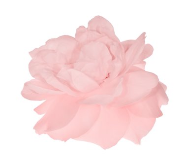 pembe gül çiçeği