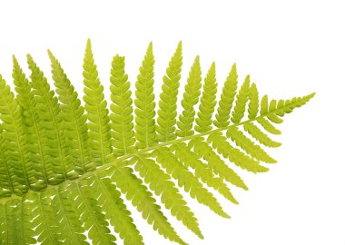 Yeşil fern Şubesi