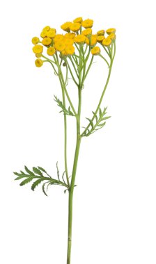 Sarı tansi çiçekler.