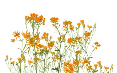 Turuncu Çiçek grubu