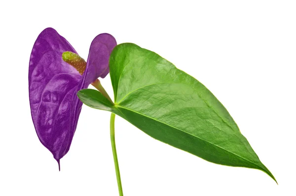 Lilac anthurium flower — Stock Photo, Image