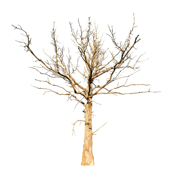 Quercia secca — Foto Stock