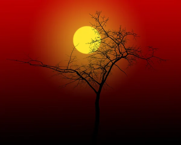 Bare tree at red sunset — Stock Photo, Image