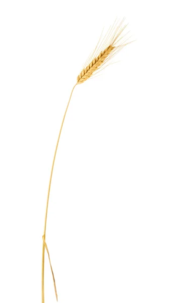 Single ear of wheat — Stock Photo, Image