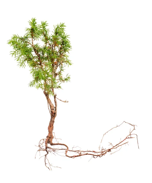 Juniper met lange root — Stockfoto