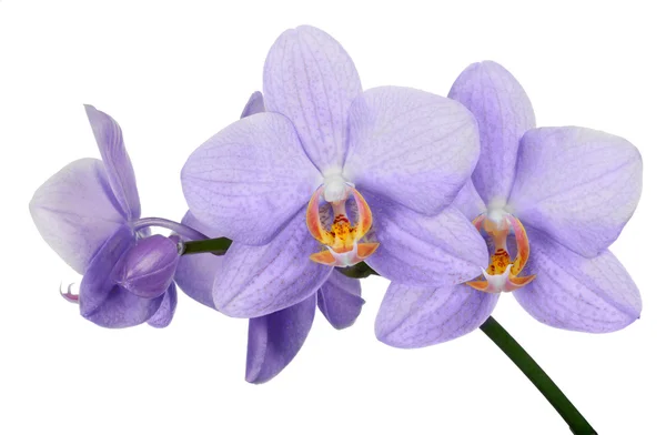 Fiori leggeri del orchid lilla — Foto Stock
