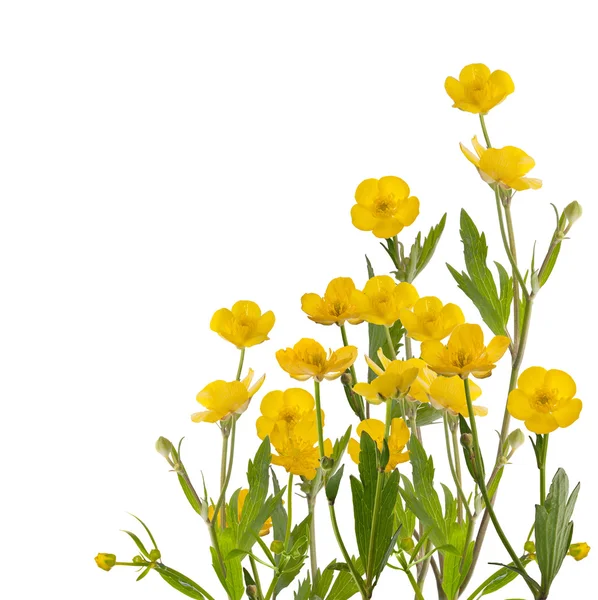 Yellow buttercup flowers — Stock Photo, Image