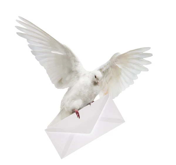 White dove carrying envelope — Stock Photo, Image