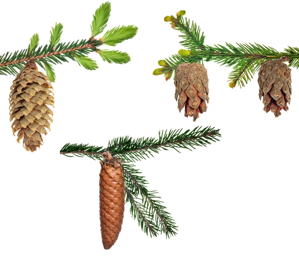 Set of branches with cones — Stock Photo, Image