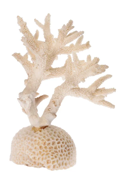 Light coral branch — Stock Photo, Image