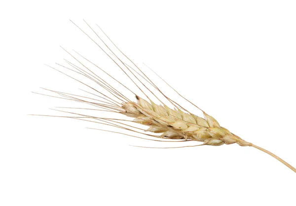 单穗的小麦 — 图库照片