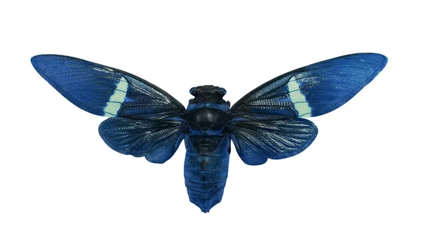 Blaublättriges Insekt — Stockfoto