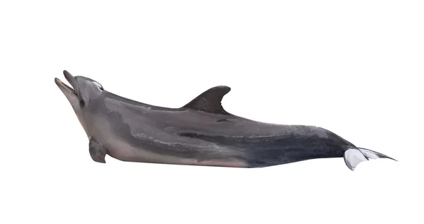 Grå simning dolphin — Stockfoto