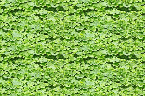 Green burdock leaves — Stock Photo, Image