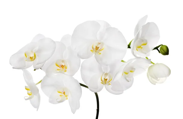 Fiori bianchi del orchid — Foto Stock