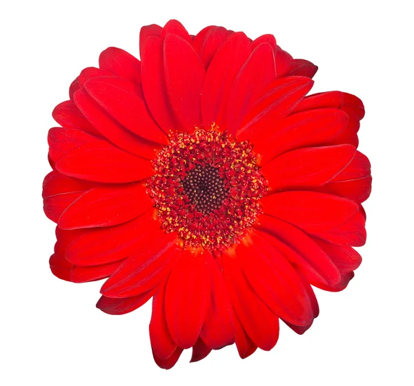 Red gerbera bloom — Stock Photo, Image